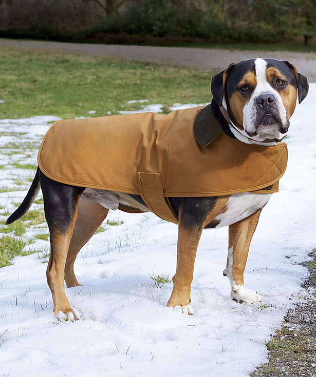 Carhartt Firm Duck Insulated Pet Chore Coat - Embroidered