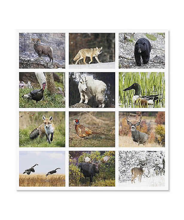Wildlife Portraits Stapled Monthly Calendar