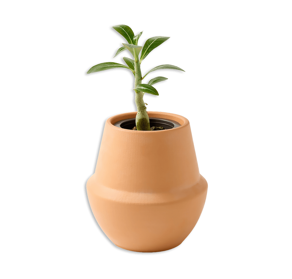 Modern Sprout Modern Terracotta Grow Kit Bonsai-default