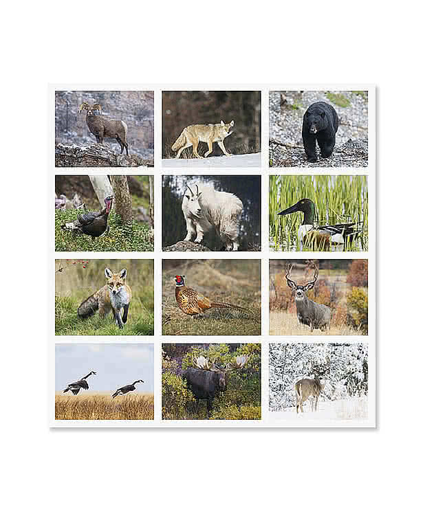 Wildlife Portraits Spiral Monthly Calendar