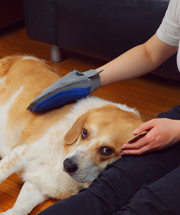 Breeder Pet Grooming Glove
