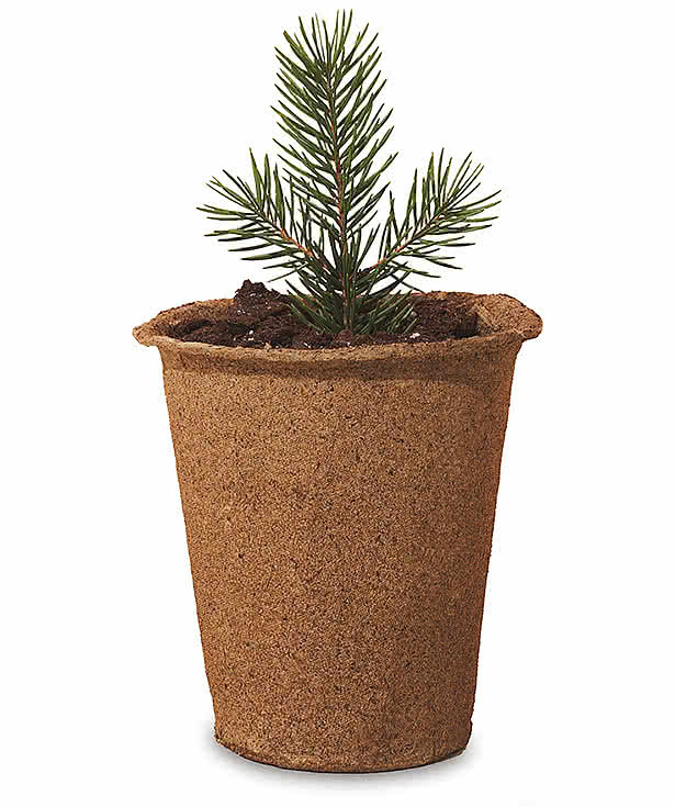 Modern Sprout One For One Tree Kit