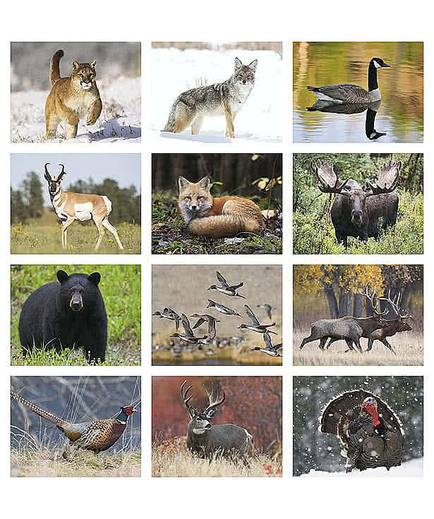 Full Color Wildlife Spiral Wall Calendar
