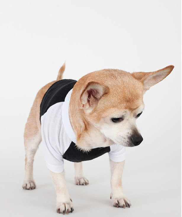 American Apparel Dog Raglan T-shirt