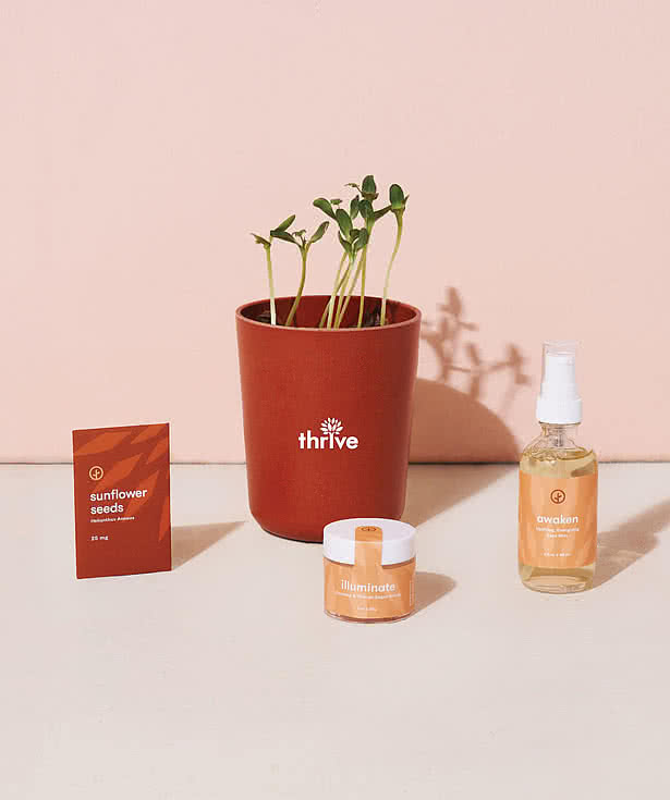 Modern Sprout Shine Bright Sunflower Take Care Kit