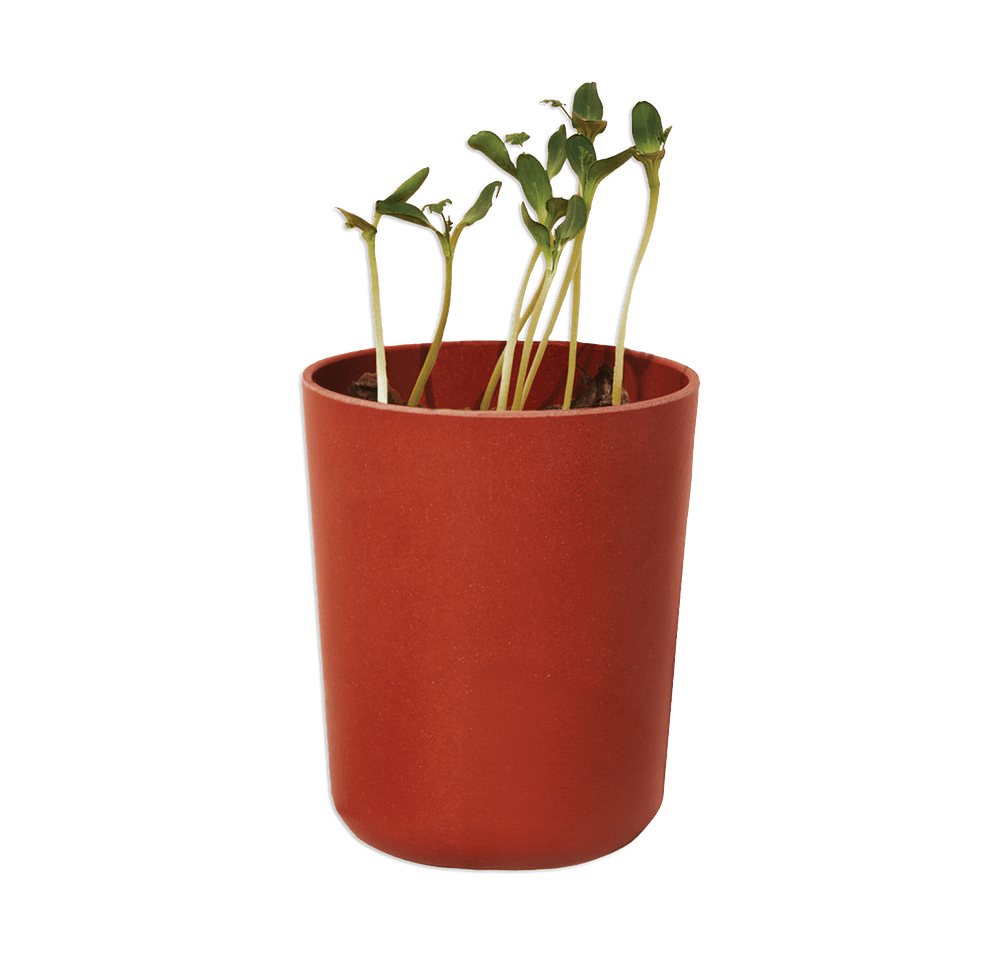 Modern Sprout Shine Bright Sunflower Take Care Kit-default