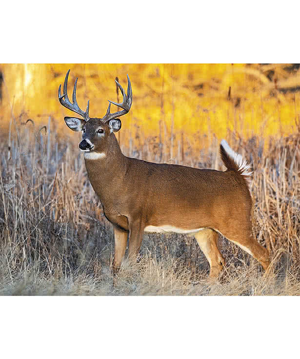 North American Wildlife Calendar