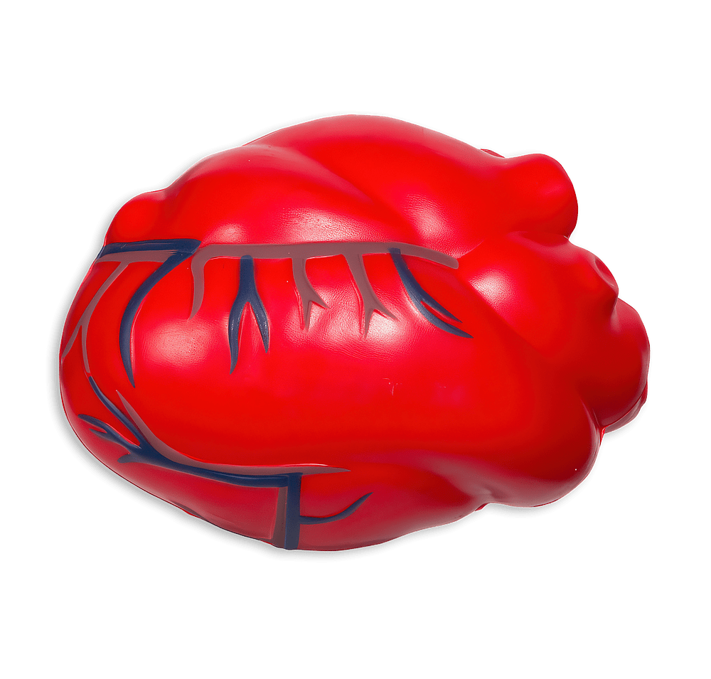 Anatomical Heart with Veins Stress Reliever-default