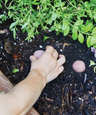 Modern Sprout Encouragement Seed Bomb