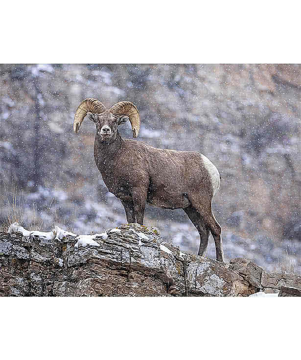 Wildlife Portraits Wall Calendar