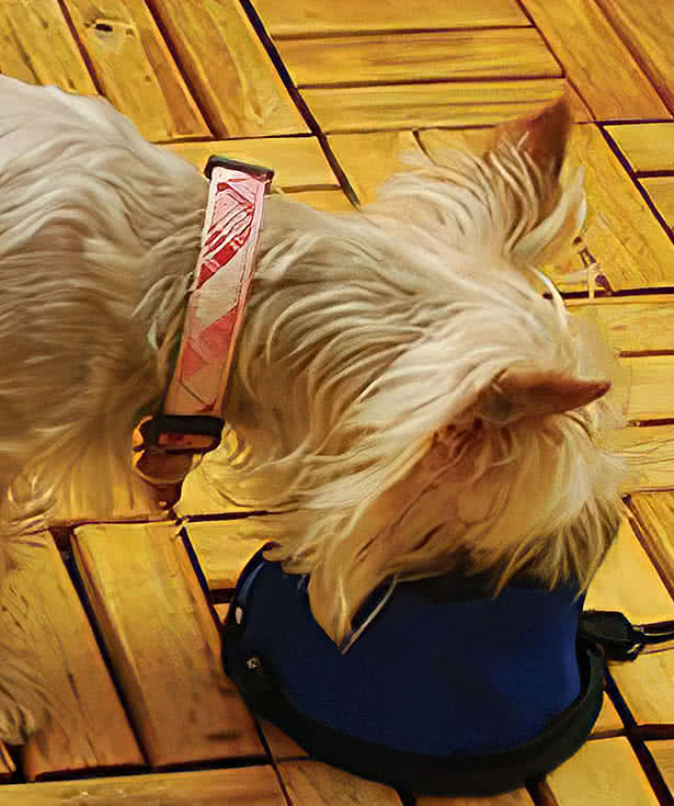 Collapsible Travel Pet Bowl