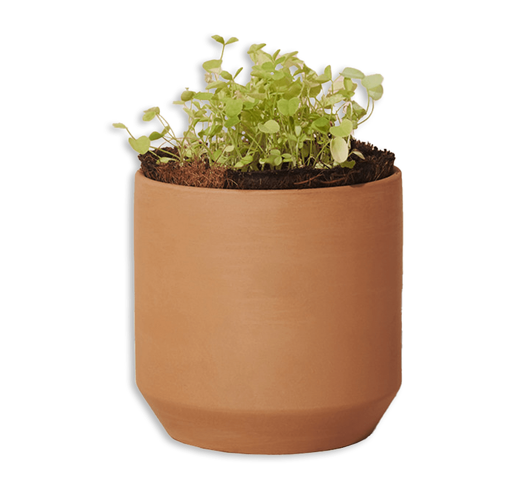 Laser Engraved Modern Sprout Tiny Terracotta Good Luck Clover Grow Kit-default
