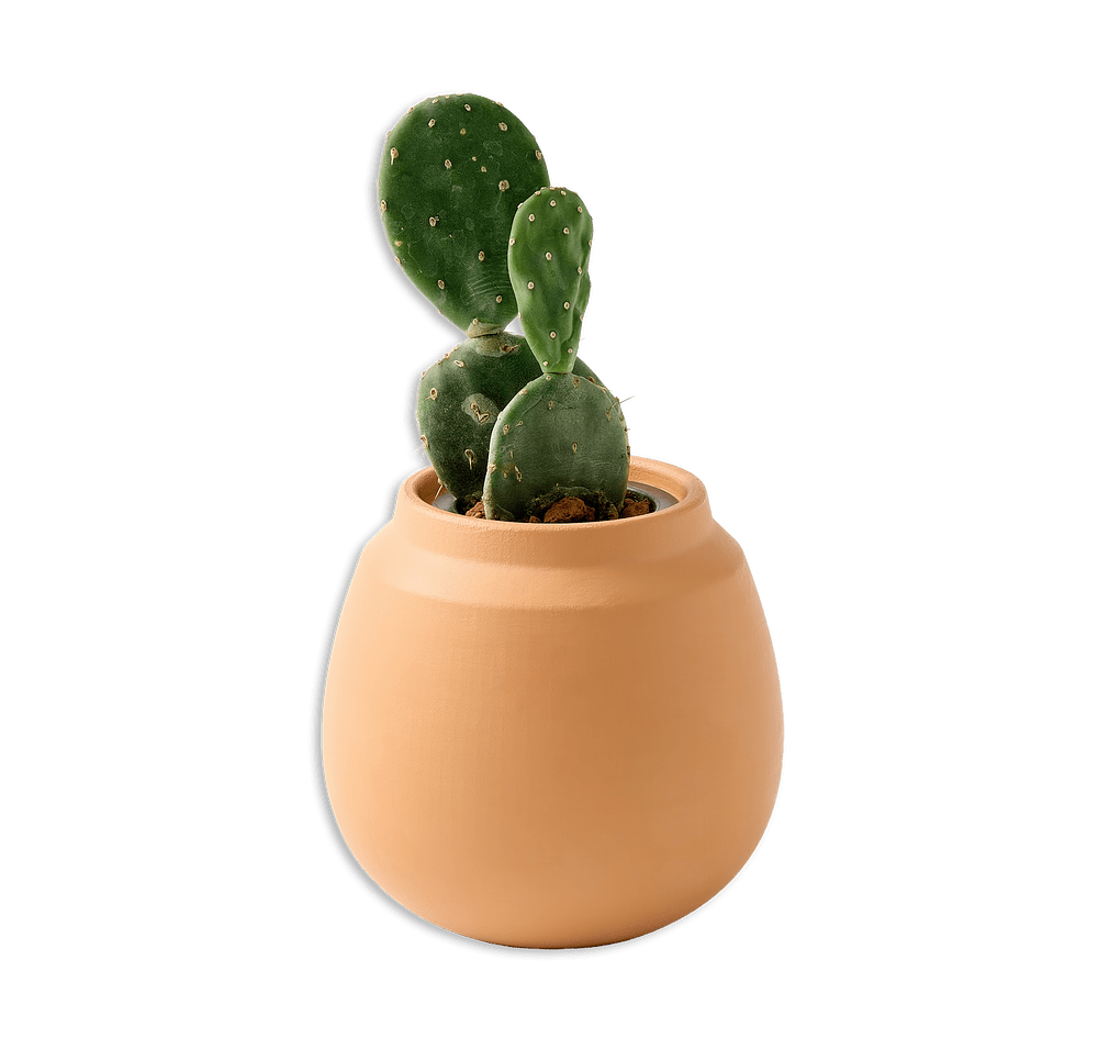Modern Sprout Modern Terracotta Grow Kit Cactus-default