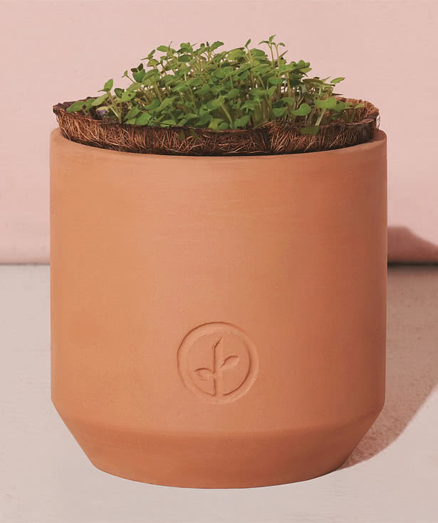 Laser Engraved Modern Sprout Tiny Terracotta Champagne Poppies Grow Kit