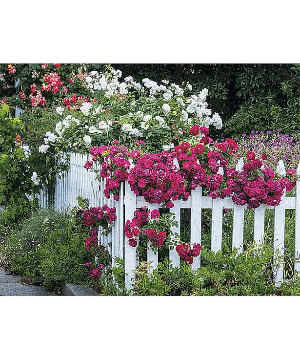 Garden Walk Wall Calendar