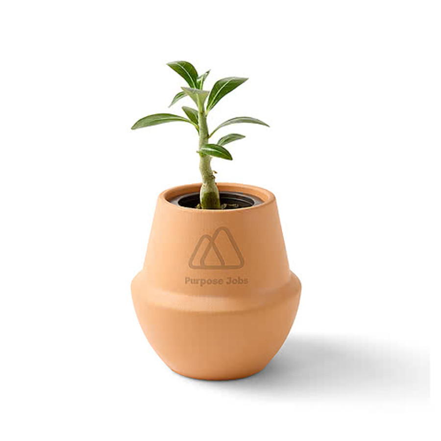 Laser Engraved Modern Sprout Modern Terracotta Bonsai Grow Kit in Terracotta
