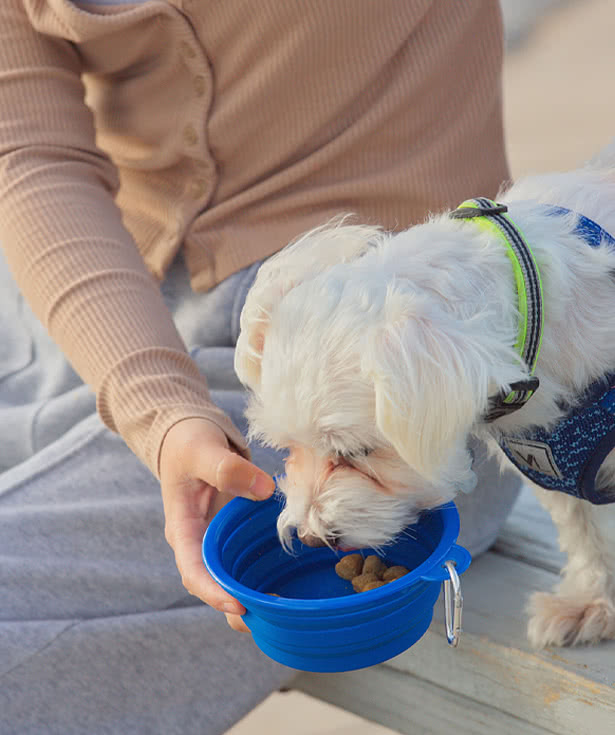 Feed 'N Go Collapsible Pet Bowl with Carabiner