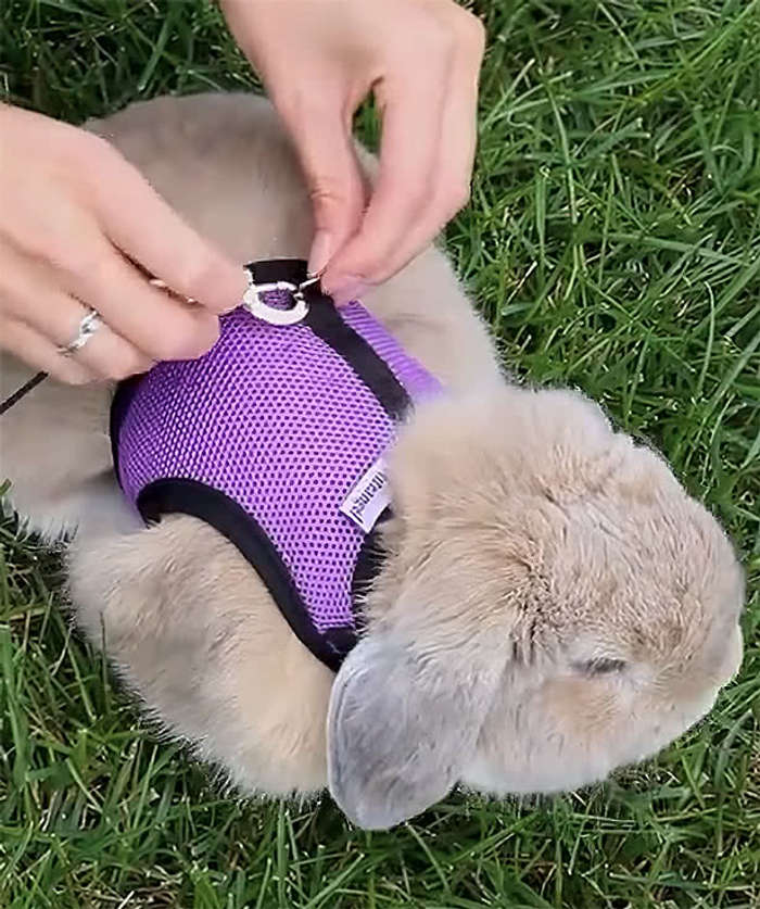 16 ft. Retractable Pet Leash