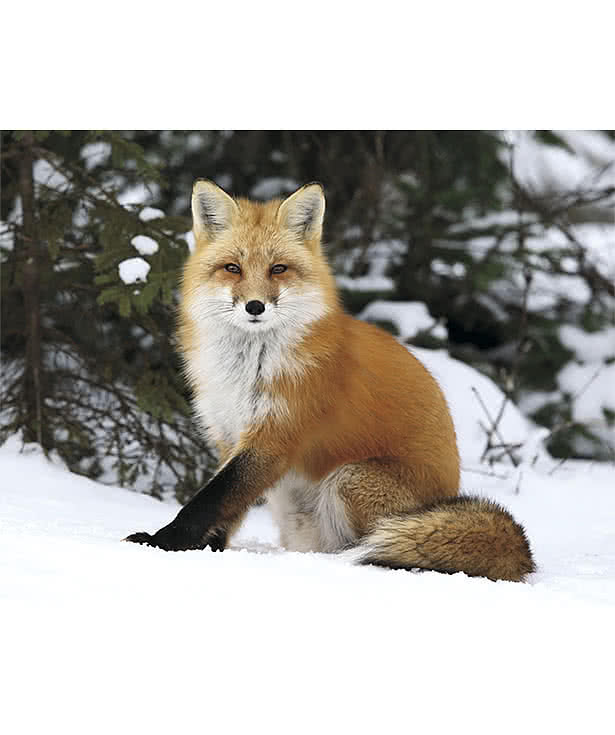North American Wildlife Calendar