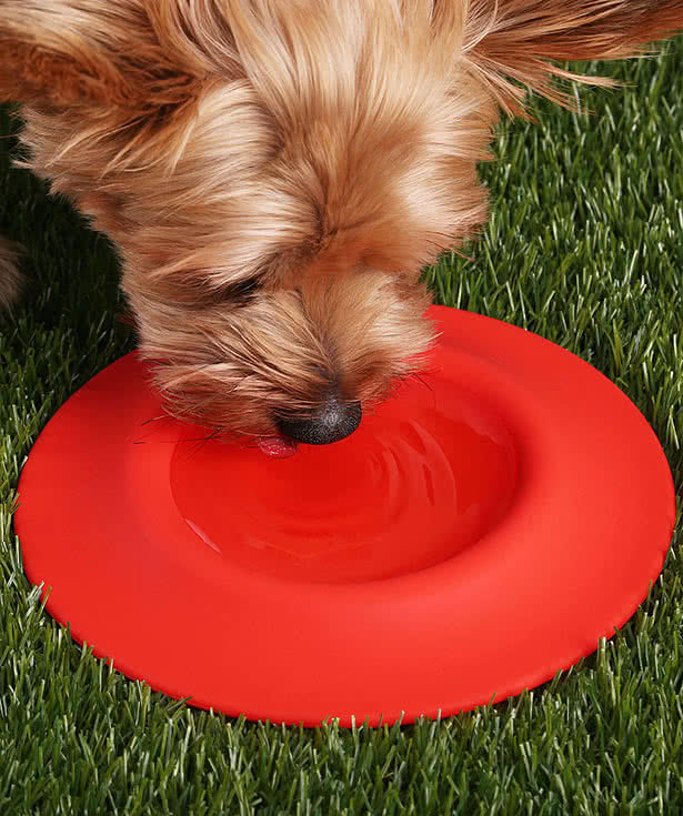 2-in-1 Silicone Pet Flyer and Drinking Bowl