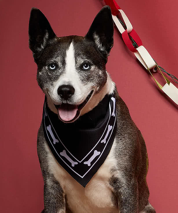 Paws & Claws Pet Bandana
