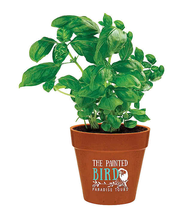 Mini Bamboo Blossom Planter Kit