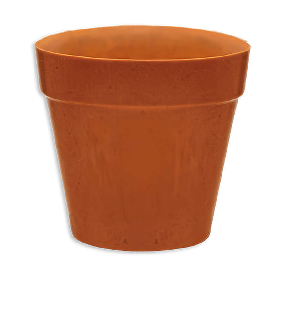 Mini Bamboo Blossom Planter Kit in Money Plant