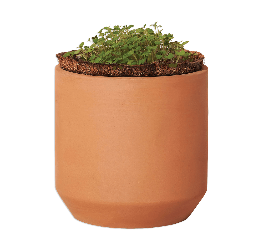 Laser Engraved Modern Sprout Tiny Terracotta Champagne Poppies Grow Kit-default