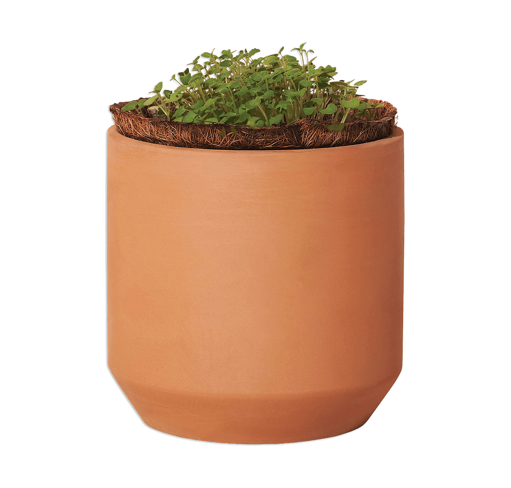 Laser Engraved Modern Sprout Tiny Terracotta Thank You Daisies Grow Kit-default