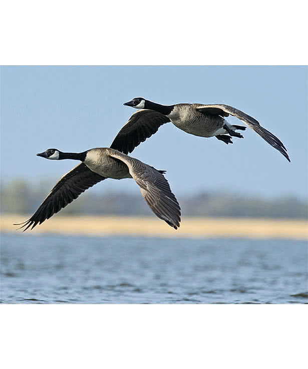 North American Wildlife Calendar