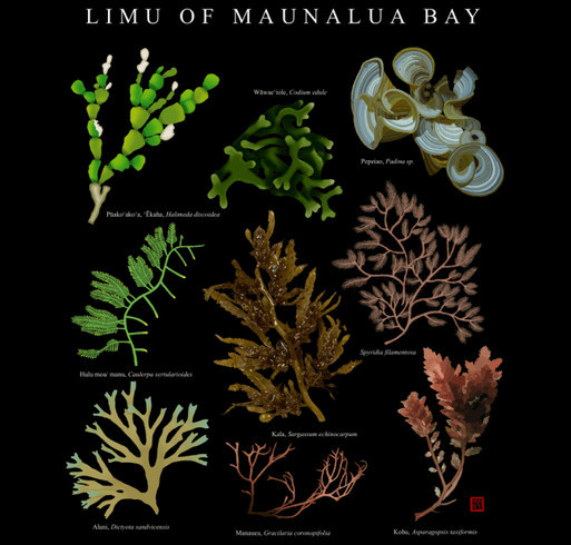 Mālama Maunalua Limu T-Shirt Series Fundraiser shirt design - zoomed