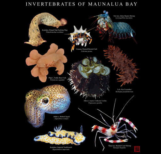 Mālama Maunalua Invertebrates T-Shirt Series Fundraiser shirt design - zoomed