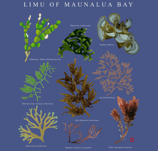 Mālama Maunalua Limu T-Shirt Series Fundraiser shirt design - zoomed