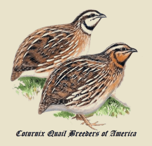 Coturnix Quail Breeders of America T-shirt Custom Ink Fundraising