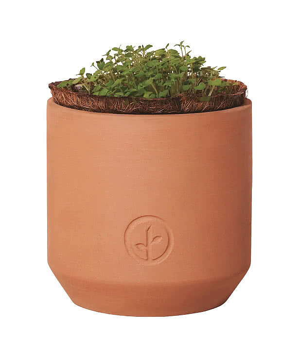 Laser Engraved Modern Sprout Tiny Terracotta Thank You Daisies Grow Kit