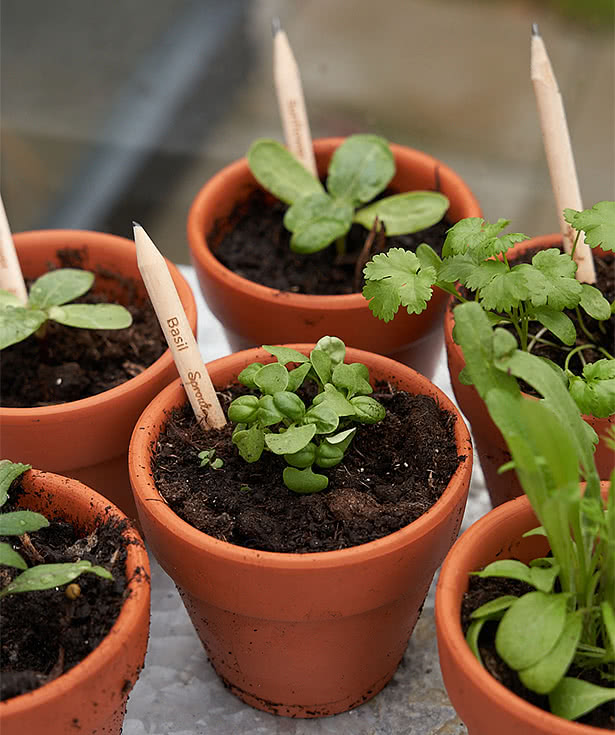 SproutWorld Plantable Wood Pencil