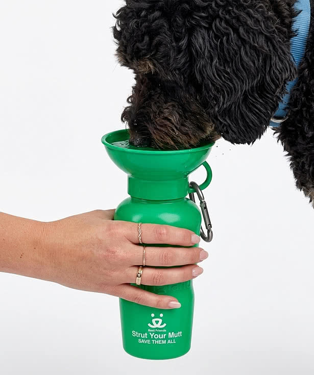 Springland Pet 22 oz. Classic Travel Water Bottle