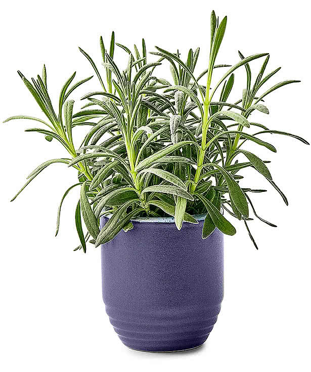 Modern Sprout Garden Vibes Candle and Planter Set
