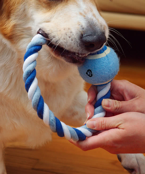 Circlet Rope Ring & Ball Tug Dog Toy